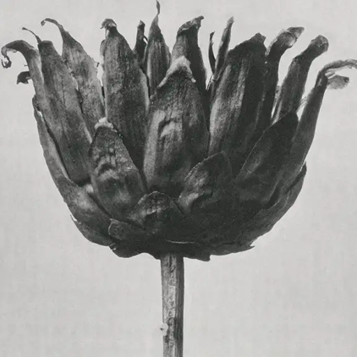 cropped-star-thristle-flower
