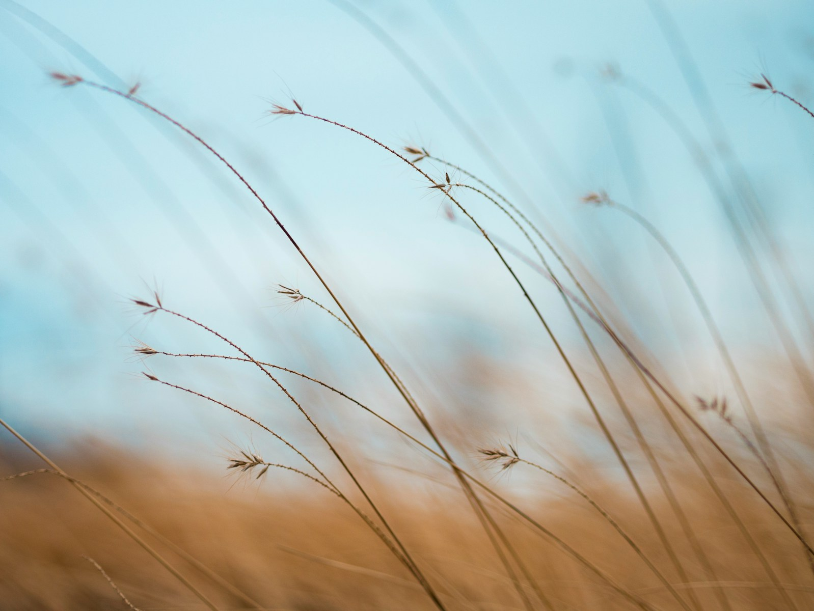 An open wheat field